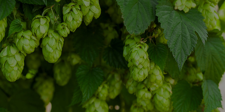 Hops Uk The Hop Plant Company’s Mission for Climate-Resilient UK Hops