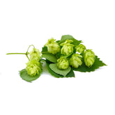 The Hop Plant Company