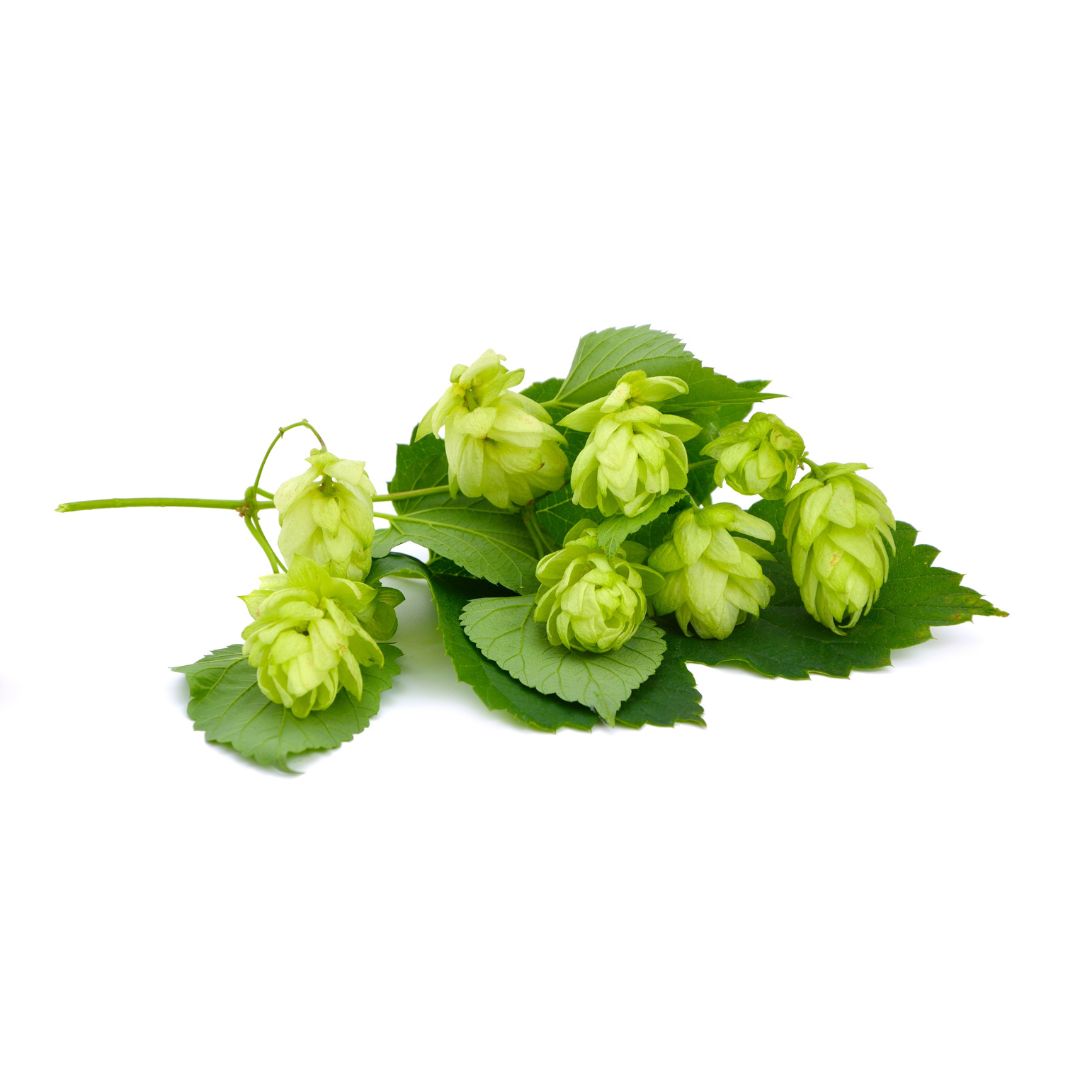 Flyer Hop Plant